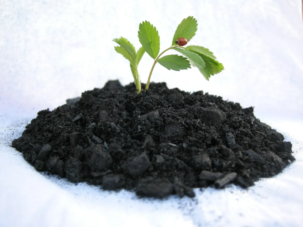 Biochar in agriculture